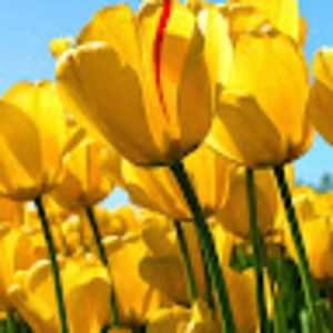 Meet your Posher, Dorisicia